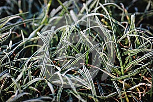 First frosts in the autumn