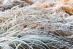 First frosts on dry grass on a frosty sunny November morning