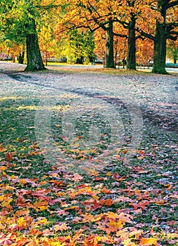 The first frosts are frost on the grass, path and fallen autumn leaves. Autumn landscape