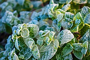 first frosts on still green grass in the garden, fresh mint with hoarfrost