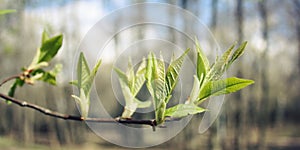 First gentle leaves and buds on the tree - retro photo.