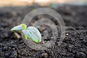 The first germinal leaves of a young cucumber close-up growing in the soil on a garden bed in drops of morning dew