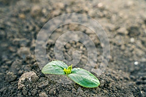 The first germinal leaves of a young cucumber close-up growing in the soil on a garden bed in drops of morning dew photo