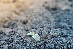 The first germinal leaves of a young cucumber close-up growing in the soil on a garden bed in drops of morning dew photo