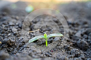 The first germinal leaves of a young cucumber close-up growing in the soil on a garden bed in drops of morning dew