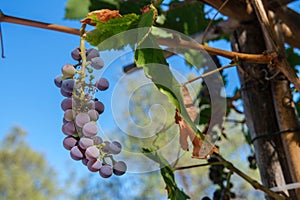 First grapes of season Sardinia against blue sky