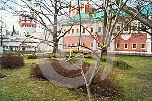 The first green buds on the trees in the Novodevichy Convent. Moscow.