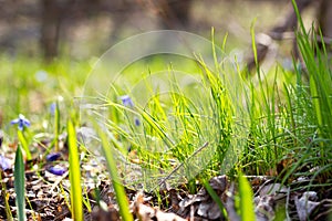 The first green grass in the spring forest . Young green grass