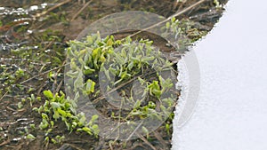 First green grass in spring. Grass sprouted in a stream with melt water, snow lies on the banks. Slow motion.