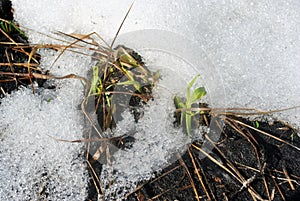 First green grass sprouts growing through melting snow