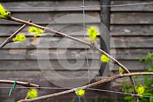 The first green leaves of the awakening grapes in spring, close-up. Blooming new grape buds