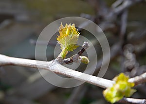 The first green leaves and buds bloom on a grape branch, a symbol of spring