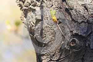 First green leaves of chestnut branches with sunlight on background of the cortex