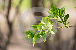 The first green leaves on a tree branch on a blurred background. Awakening of nature in the spring