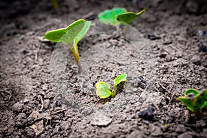 The first green shoots of radishes peck through the soil, close-up. Young germinal radish leaves in the vegetable garden photo