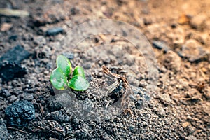 The first green shoots of radishes peck through the soil, close-up. Young germinal radish leaves in the vegetable garden