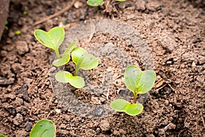 The first green shoots of radishes peck through the soil, close-up. Young germinal radish leaves in the vegetable garden