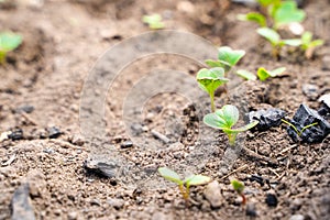 The first green shoots of radishes peck through the soil, close-up. Young germinal radish leaves in the vegetable garden