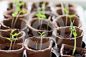 The first spring sprout is a non-opening bud