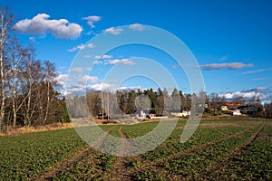 The first green winter shoots of agricultural crops sprung up in the fields. Countryside in Sweden.