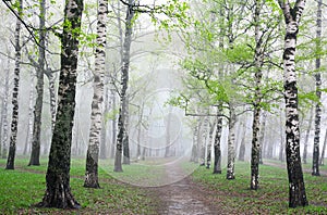 First greens in mist spring birch forest