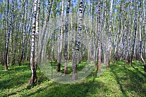 The first greens in spring birch wood