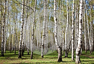 First greens in sunny birch forest