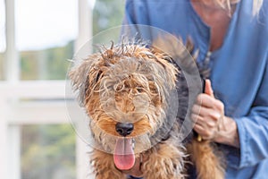 First grooming of puppy of Welsh Terrier