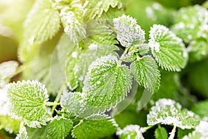 First ground frost covered fresh green nettle leaves in early autumn morning. Seasonal act of nature. Beginnig of cold