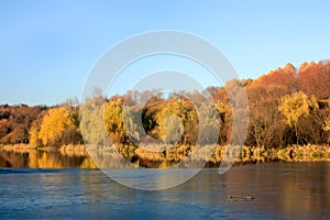 The first ice on a autumn pond