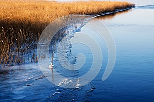 First ice at the lake shore, golden reeds beside the blue water, copy space