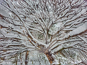 First important snow in Bucharest