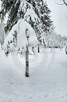 First important snow in Bucharest