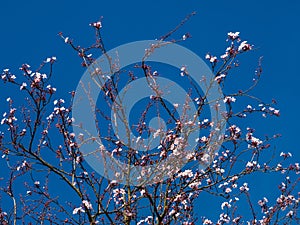 First inflorescences on branches on clear blue sky background in spring