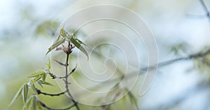 First leaves on acer triflorum maple tree