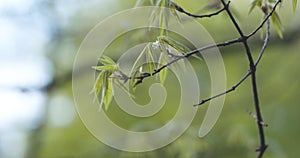First leaves on acer triflorum maple tree