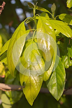 First leaves and buds of summer on an avocado tree