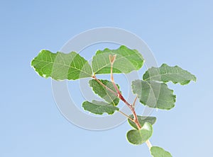 First leaves of growing Carob tree