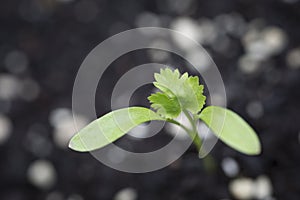 First leaves and shoots of a Coriander plant