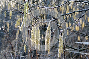 The first leaves on the trees