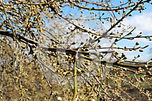 The first leaves on the trees