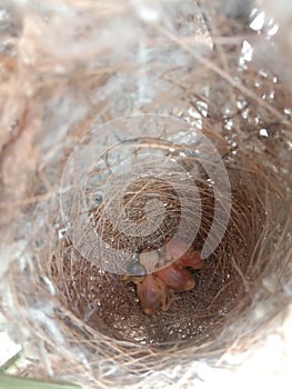 First life in nest