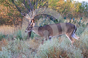 First light buck