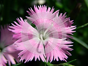First Love Dianthus photo