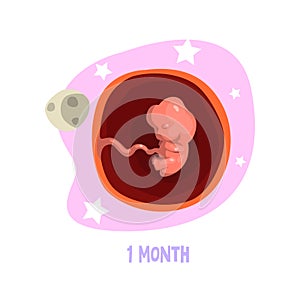 First month of pregnancy. Growth fetal in womb. Embryo development. Vector element for poster, educational book or