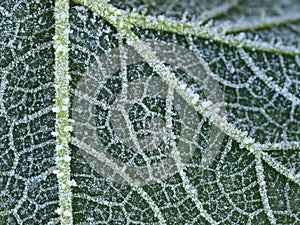 first morning frost in the garden - frozen plants