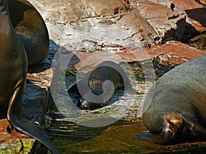 First move of baby sea lion