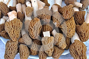 The first mushrooms are collected Morchella