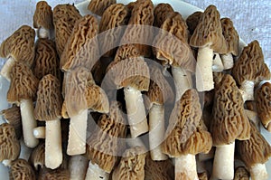 The first mushrooms are collected Morchella