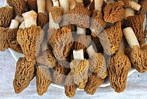 The first mushrooms are collected Morchella